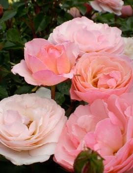 Rosa Easy Elegance® Calypso ('BAIypso')
