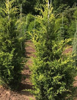 Juniperus chinensis 'Mac's Golden'