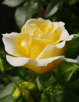 Rosa Easy Elegance® Yellow Brick Road ('BAIoad') (PP19046)
