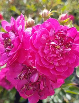 Rosa Vigorosa® Purple Rain™ ('KORpurlig')