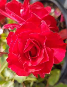 Rosa Vigorosa® Ruby™ ('KORvillade')