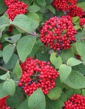 Viburnum x Red Balloon® ('Redell') (PP24227, CPBR4913)