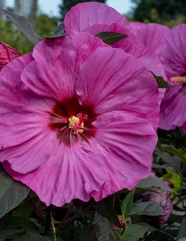 Hibiscus x 'Summerific® Berry Awesome' (PP27936)