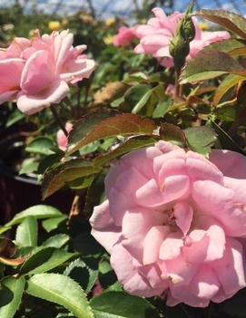 Rosa Easy Elegance® Pinktopia ('BAImas')