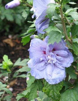 Hibiscus syriacus Blue Chiffon® ('Notwoodthree') (PP20574)