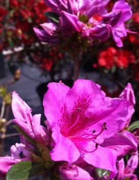 Azalea (Rhododendron) 'Herbert'