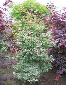 Acer palmatum 'Butterfly'