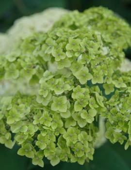 Hydrangea arborescens Invincibelle Sublime® ('SMNHRL') (USPP 34,418, Can PBRAF)