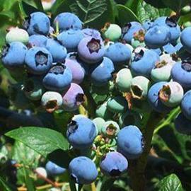 Blueberry 'Elliot'