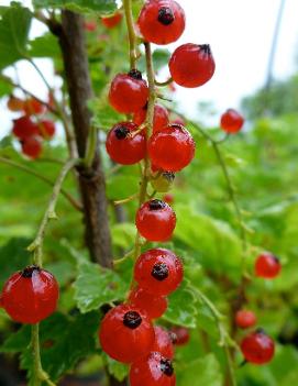 Currant 'Red Lake'
