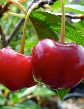 Cherry-shrub 'Juliet' (CPBR4110)