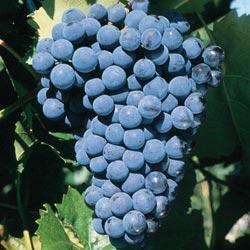 Grape 'Sovereign Coronation'