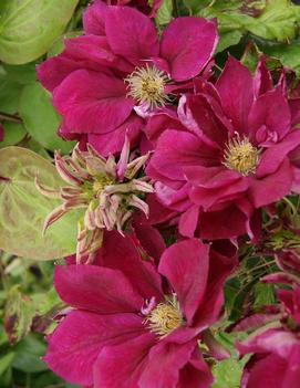 Clematis 'Red Star'