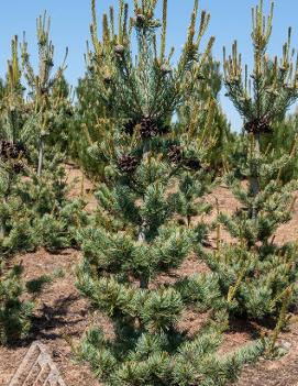 Pinus parviflora 'Glauca Brevifolia'