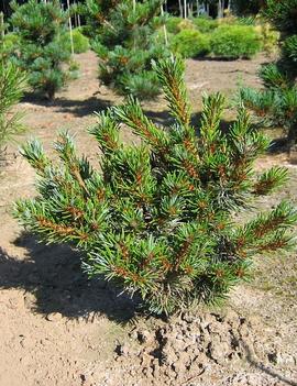 Pinus parviflora var. pentaphylla 'Azuma'