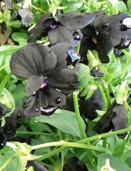 Viola cornuta 'Black Magic' (PP06595)