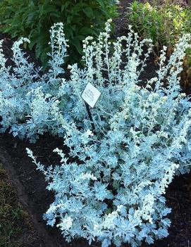 Artemisia stelleriana 'Silver Brocade' (COPF)
