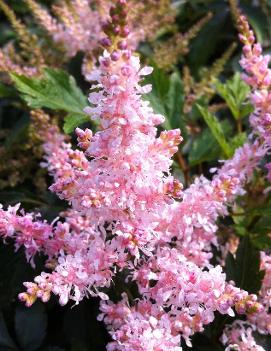 Astilbe x 'Sugarberry' (PP20674)