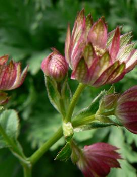 Astrantia x 'Moulin Rouge' (PP16549)