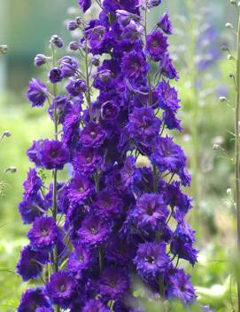 Delphinium elatum 'Pagan Purples'