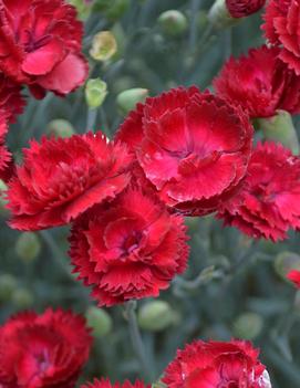 Dianthus x 'Electric Red' (PP29591)