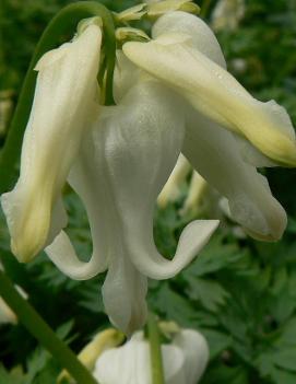 Dicentra x 'Ivory Hearts' (PP15599)