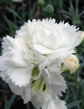 Dianthus x Early Bird™ Frosty ('WP10 VEN06') (PP23894)