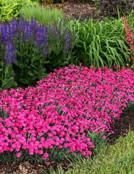 Dianthus x 'Paint the Town Magenta' (PP29222, CPBR5816)