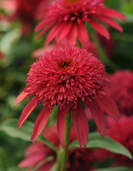 Echinacea x Double Scoop™ Cranberry ('Balscanery') (PP24769, US7,982,110)