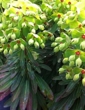 Euphorbia x martinii Tiny Tim ('Waleutiny') (PP16930, COPF)