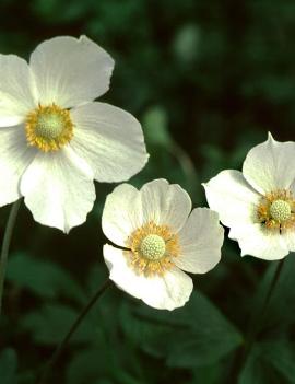 Anemone canadensis