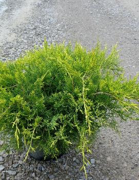 Juniperus x pfitzeriana 'Pfitzeriana Aurea'