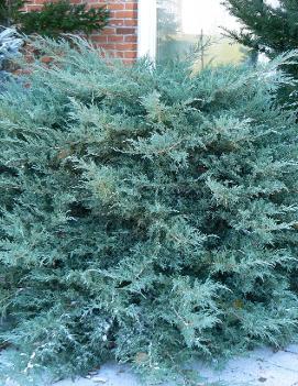 Juniperus x pfitzeriana 'Pfitzeriana Glauca'
