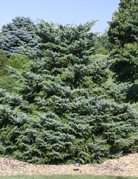 Picea bicolor 'Howell's Dwarf Tigertail'