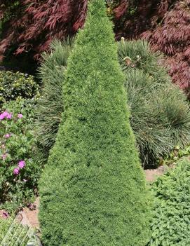 Picea glauca 'Jean's Dilly®'