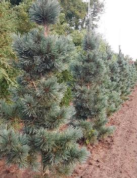 Pinus flexilis 'Extra Blue'