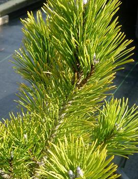 Pinus mugo 'Aurea Fastigiata'