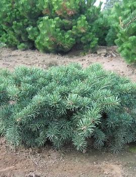 Pinus banksiana 'Schoodic'