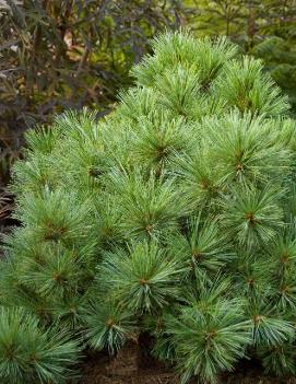 Pinus strobus 'Blue Shag'