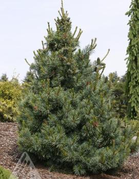 Pinus parviflora 'Bergmani'