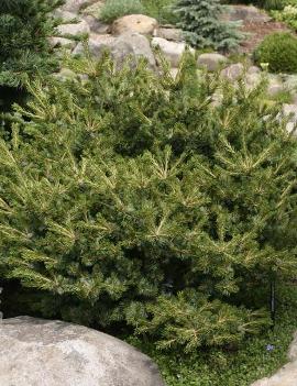 Pinus parviflora 'Hagoromo'