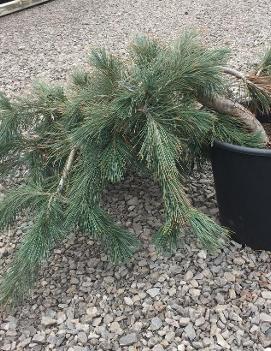 Pinus flexilis 'Prostrata'