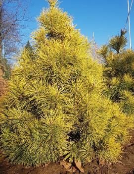 Pinus sylvestris 'Woltings Gold'