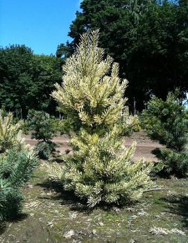 Pinus sylvestris 'Inverleith'