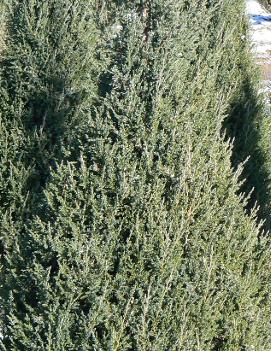 Juniperus chinensis 'Mountbatten'