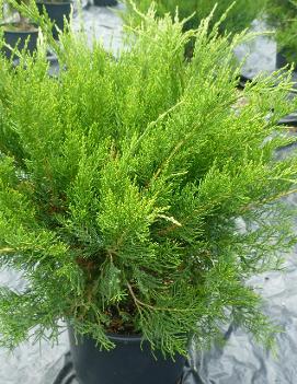 Juniperus chinensis Mint Julep® ('Monlep')