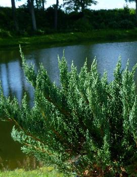 Juniperus chinensis sargentii 'Glauca'