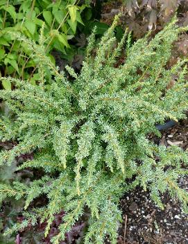 Juniperus communis depressa Blueberry Delight® ('AmiDak')