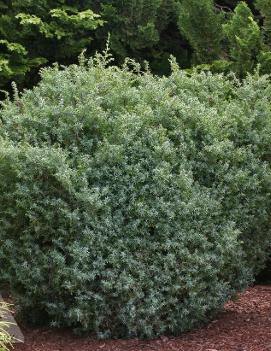 Juniperus communis 'Haverbeck'