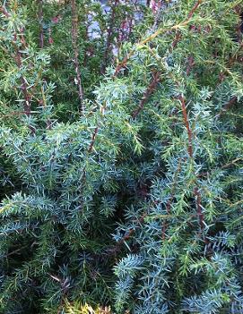 Juniperus communis 'Suecica Major'